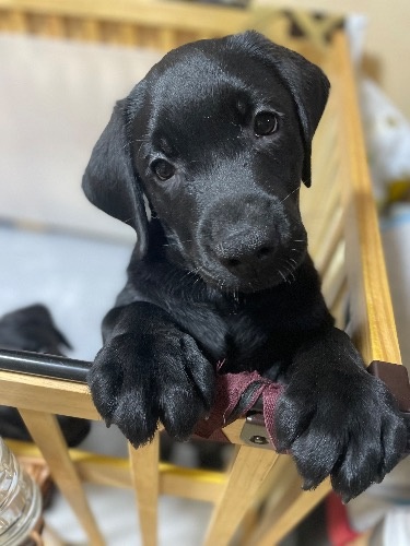 ラブラドールレトリバーの子犬(ID:1290711002)の2枚目の写真/更新日:2025-07-26