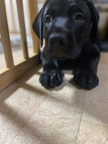 ラブラドールレトリバーの子犬(ID:1290711002)の3枚目の写真/更新日:2025-07-26