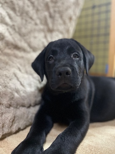 ラブラドールレトリバーの子犬(ID:1290711002)の4枚目の写真/更新日:2025-07-26