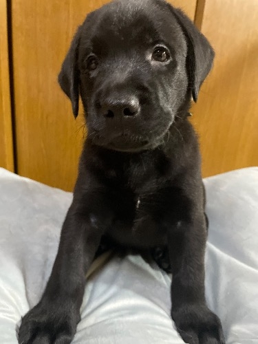 ラブラドールレトリバーの子犬(ID:1290711002)の6枚目の写真/更新日:2025-07-26