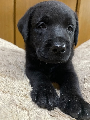 ラブラドールレトリバーの子犬(ID:1290711002)の7枚目の写真/更新日:2025-07-26