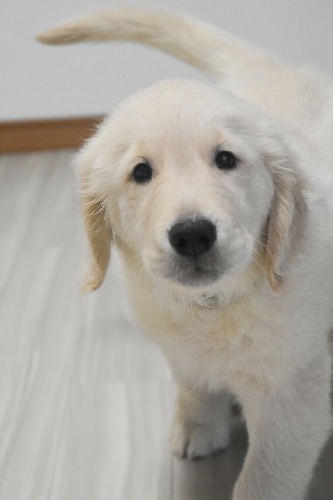 ゴールデンレトリバーの子犬(ID:1290811001)の1枚目の写真/更新日:2026-01-30