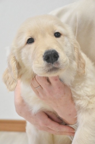 ゴールデンレトリバーの子犬(ID:1290811001)の2枚目の写真/更新日:2026-01-30