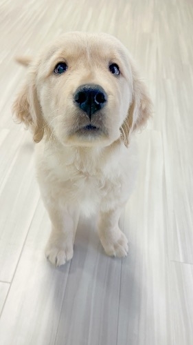 ゴールデンレトリバーの子犬(ID:1290811001)の3枚目の写真/更新日:2026-01-30