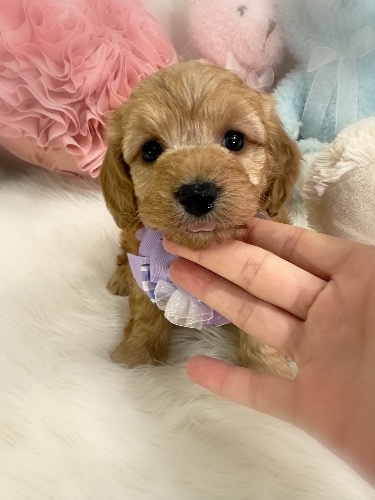 �~�b�N�X�̎q���iID:1291011001�j��1���ڂ̎ʐ^/�X�V��:2026-02-01