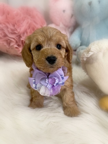 �~�b�N�X�̎q���iID:1291011001�j��2���ڂ̎ʐ^/�X�V��:2026-02-01