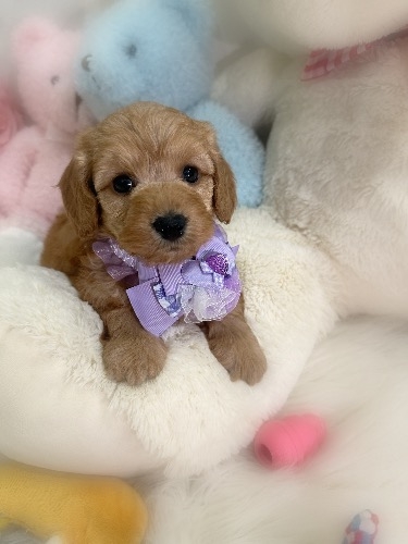 �~�b�N�X�̎q���iID:1291011001�j��3���ڂ̎ʐ^/�X�V��:2026-02-01