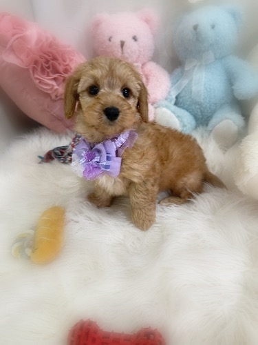 �~�b�N�X�̎q���iID:1291011001�j��4���ڂ̎ʐ^/�X�V��:2026-02-13