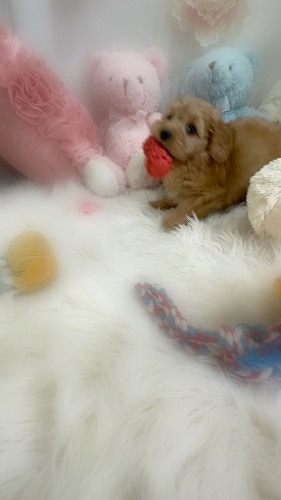 �~�b�N�X�̎q���iID:1291011001�j��5���ڂ̎ʐ^/�X�V��:2026-02-13