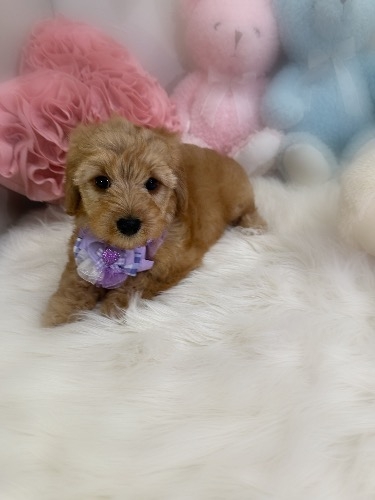 ミックスの子犬(ID:1291011001)の6枚目の写真/更新日:2026-02-17