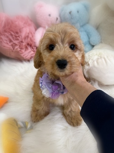 �~�b�N�X�̎q���iID:1291011001�j��8���ڂ̎ʐ^/�X�V��:2026-02-28