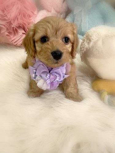 �~�b�N�X�̎q���iID:1291011002�j��1���ڂ̎ʐ^/�X�V��:2026-02-01