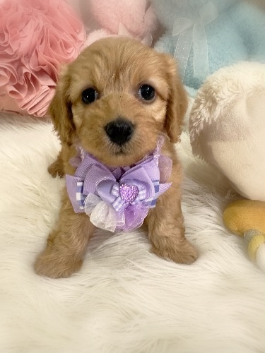 �~�b�N�X�̎q���iID:1291011002�j��2���ڂ̎ʐ^/�X�V��:2026-02-01