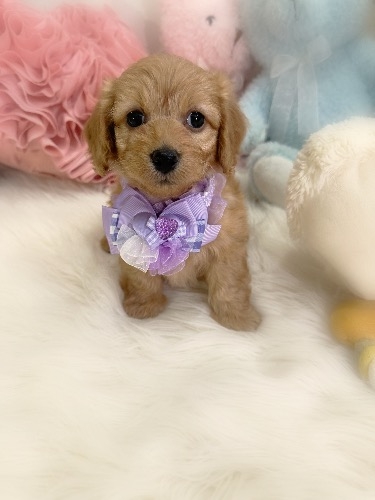 �~�b�N�X�̎q���iID:1291011002�j��3���ڂ̎ʐ^/�X�V��:2026-02-01