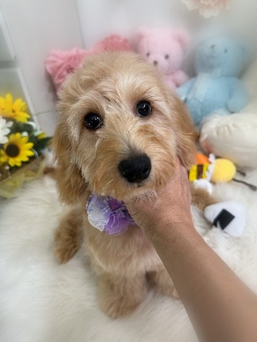 ミックスの子犬(ID:1291011002)の5枚目の写真/更新日:2026-05-24