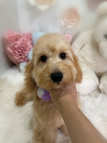 ミックスの子犬(ID:1291011002)の6枚目の写真/更新日:2026-06-17