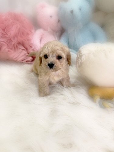 �~�b�N�X�̎q���iID:1291011003�j��1���ڂ̎ʐ^/�X�V��:2026-02-01