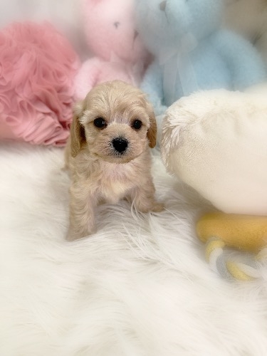 �~�b�N�X�̎q���iID:1291011003�j��2���ڂ̎ʐ^/�X�V��:2026-02-01