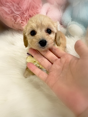 �~�b�N�X�̎q���iID:1291011004�j��1���ڂ̎ʐ^/�X�V��:2026-02-01