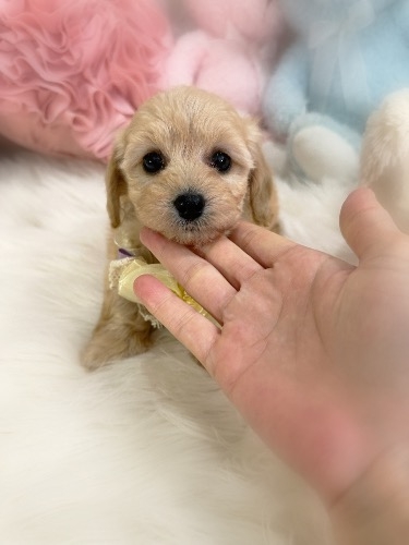 �~�b�N�X�̎q���iID:1291011004�j��3���ڂ̎ʐ^/�X�V��:2026-02-01