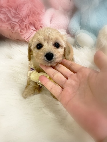 �~�b�N�X�̎q���iID:1291011004�j��4���ڂ̎ʐ^/�X�V��:2026-02-01