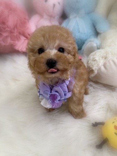 �g�C�v�[�h���̎q���iID:1291011005�j��1���ڂ̎ʐ^/�X�V��:2026-02-01