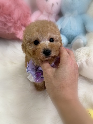 �g�C�v�[�h���̎q���iID:1291011005�j��2���ڂ̎ʐ^/�X�V��:2026-02-01