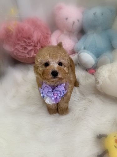 �g�C�v�[�h���̎q���iID:1291011005�j��3���ڂ̎ʐ^/�X�V��:2026-02-01