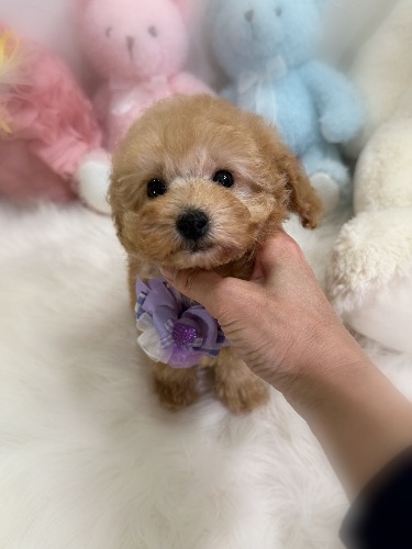 �g�C�v�[�h���̎q���iID:1291011005�j��4���ڂ̎ʐ^/�X�V��:2026-02-13