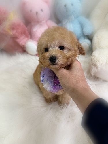 �g�C�v�[�h���̎q���iID:1291011005�j��5���ڂ̎ʐ^/�X�V��:2026-02-13