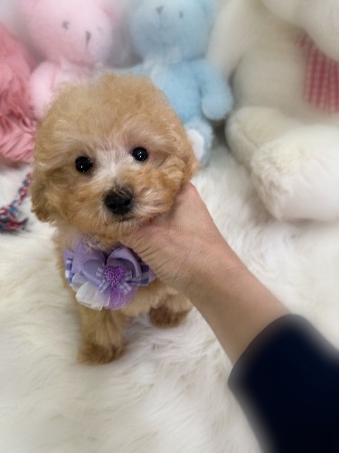 �g�C�v�[�h���̎q���iID:1291011005�j��6���ڂ̎ʐ^/�X�V��:2026-02-28