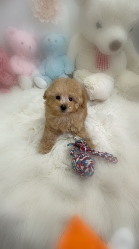 �g�C�v�[�h���̎q���iID:1291011005�j��7���ڂ̎ʐ^/�X�V��:2026-02-28