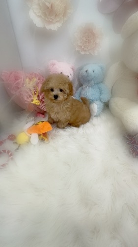 �g�C�v�[�h���̎q���iID:1291011005�j��8���ڂ̎ʐ^/�X�V��:2026-02-28