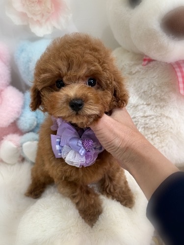 �g�C�v�[�h���̎q���iID:1291011006�j��1���ڂ̎ʐ^/�X�V��:2026-02-01