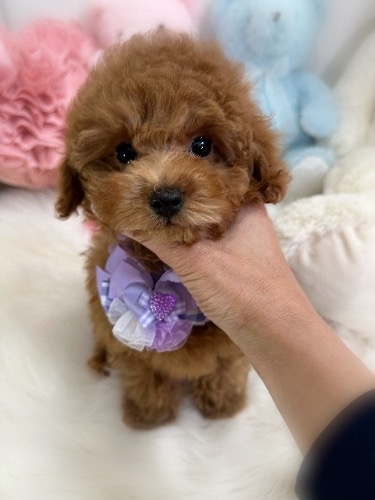 �g�C�v�[�h���̎q���iID:1291011006�j��2���ڂ̎ʐ^/�X�V��:2026-02-01