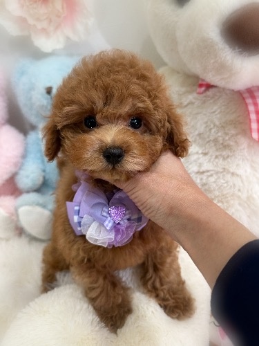 �g�C�v�[�h���̎q���iID:1291011006�j��3���ڂ̎ʐ^/�X�V��:2026-02-01