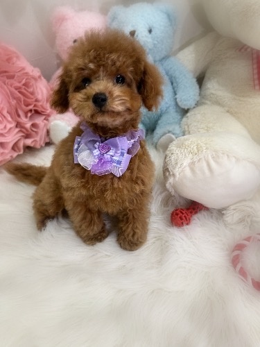 トイプードルの子犬(ID:1291011006)の4枚目の写真/更新日:2026-02-17