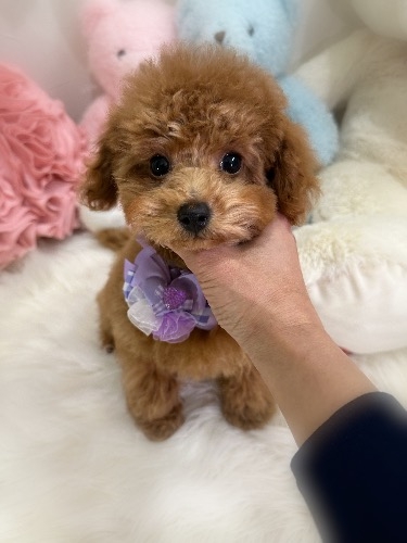 トイプードルの子犬(ID:1291011006)の5枚目の写真/更新日:2026-02-17