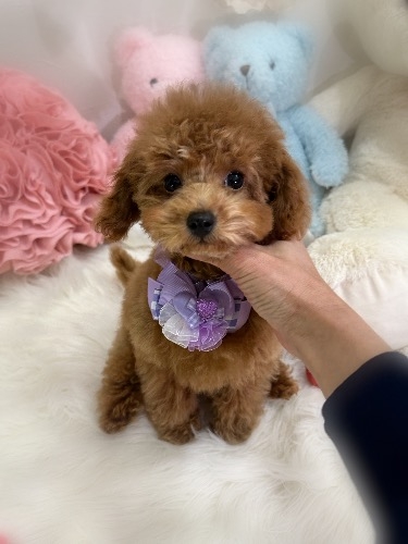 トイプードルの子犬(ID:1291011006)の6枚目の写真/更新日:2026-02-17