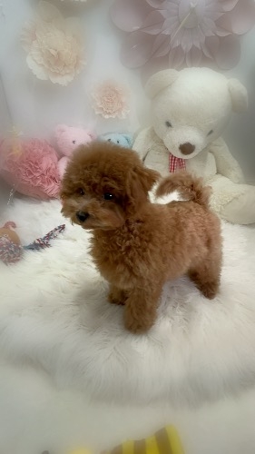 トイプードルの子犬(ID:1291011006)の7枚目の写真/更新日:2026-02-28