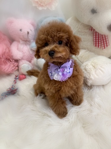 トイプードルの子犬(ID:1291011006)の8枚目の写真/更新日:2026-02-28