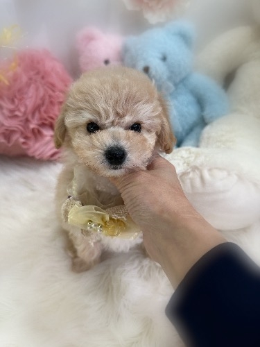 �~�b�N�X�̎q���iID:1291011007�j��1���ڂ̎ʐ^/�X�V��:2026-02-01