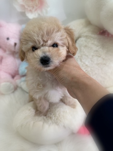 �~�b�N�X�̎q���iID:1291011007�j��2���ڂ̎ʐ^/�X�V��:2026-02-01