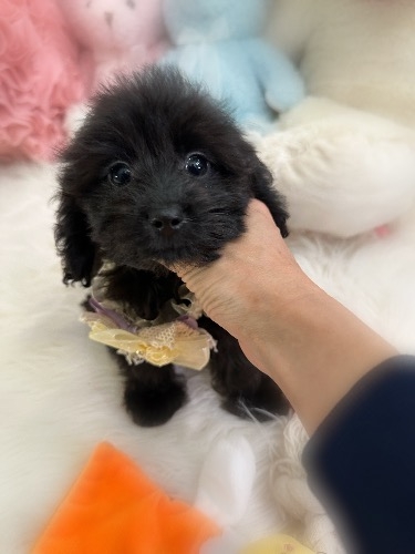 �~�b�N�X�̎q���iID:1291011008�j��2���ڂ̎ʐ^/�X�V��:2026-02-01