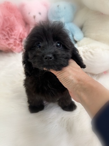 �~�b�N�X�̎q���iID:1291011008�j��3���ڂ̎ʐ^/�X�V��:2026-02-01