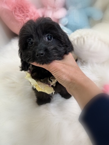 ミックスの子犬(ID:1291011008)の4枚目の写真/更新日:2026-02-21