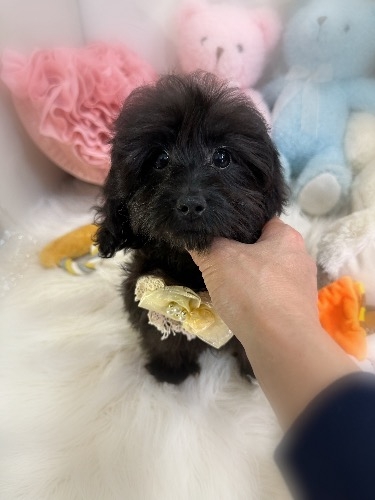 ミックスの子犬(ID:1291011008)の5枚目の写真/更新日:2026-03-10