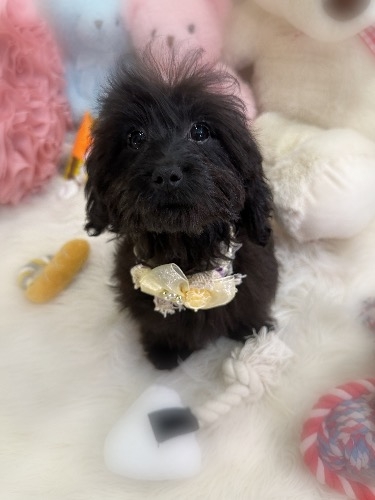 ミックスの子犬(ID:1291011008)の6枚目の写真/更新日:2026-03-19