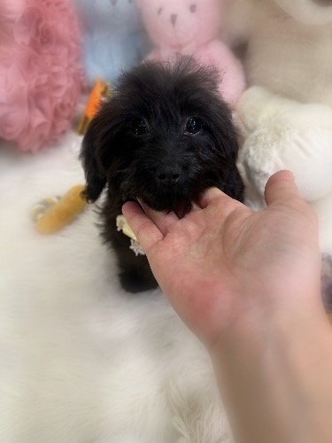 ミックスの子犬(ID:1291011008)の7枚目の写真/更新日:2026-03-19