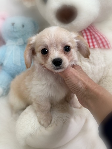 �~�b�N�X�̎q���iID:1291011009�j��1���ڂ̎ʐ^/�X�V��:2026-02-01